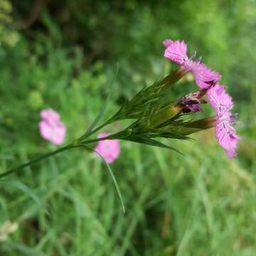 Image of Sequier's pink