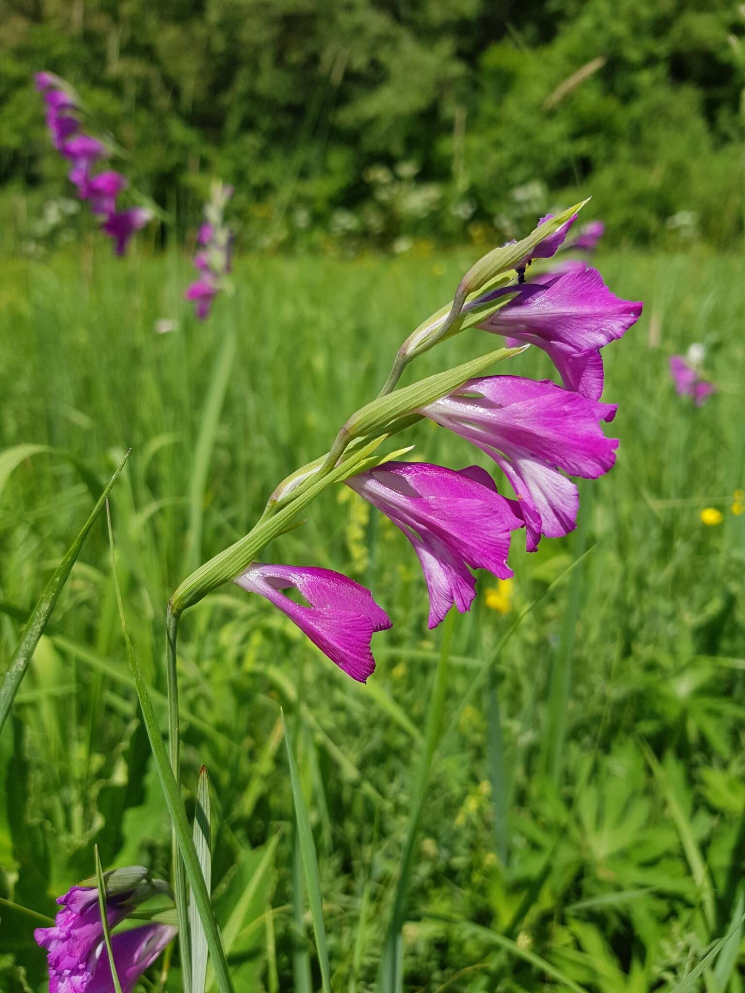 Image of Turkish Marsh Gladiolus