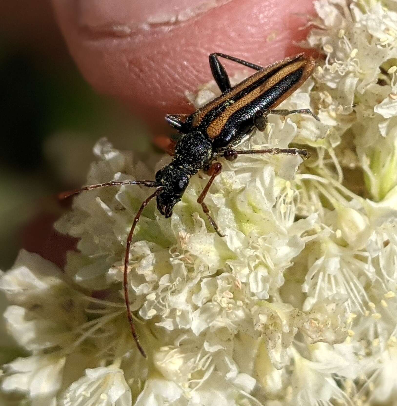 Image of Cortodera longicornis (Kirby 1837)