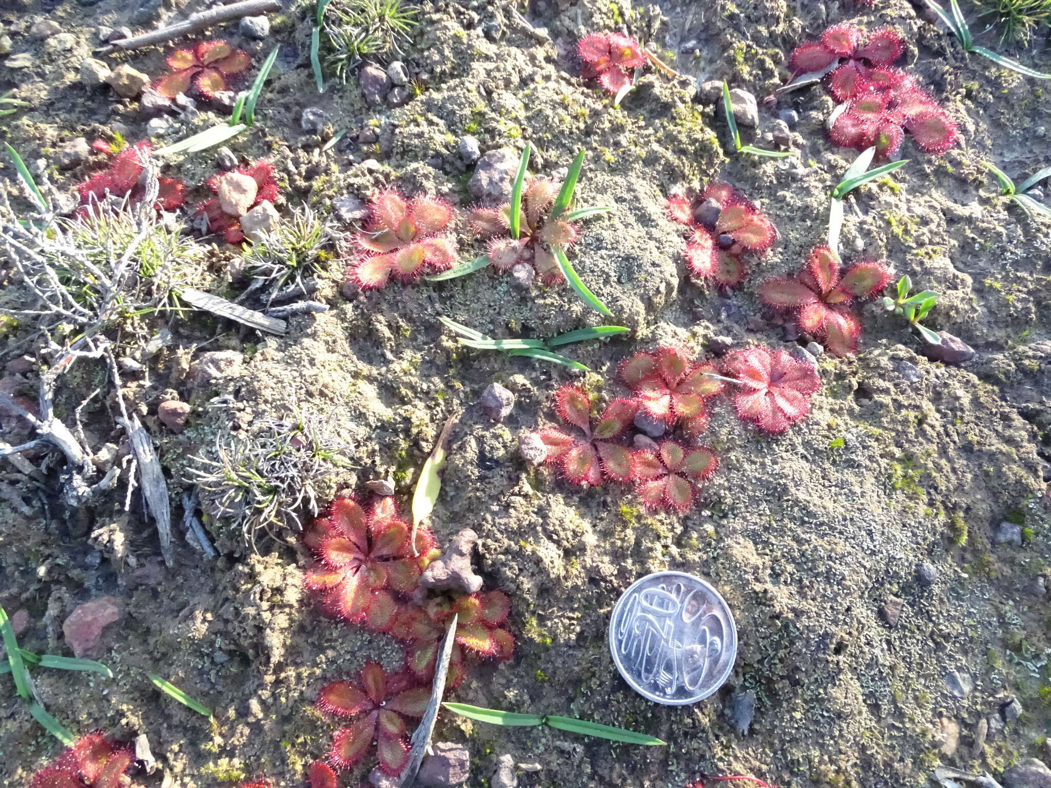 Image of Drosera praefolia Tepper