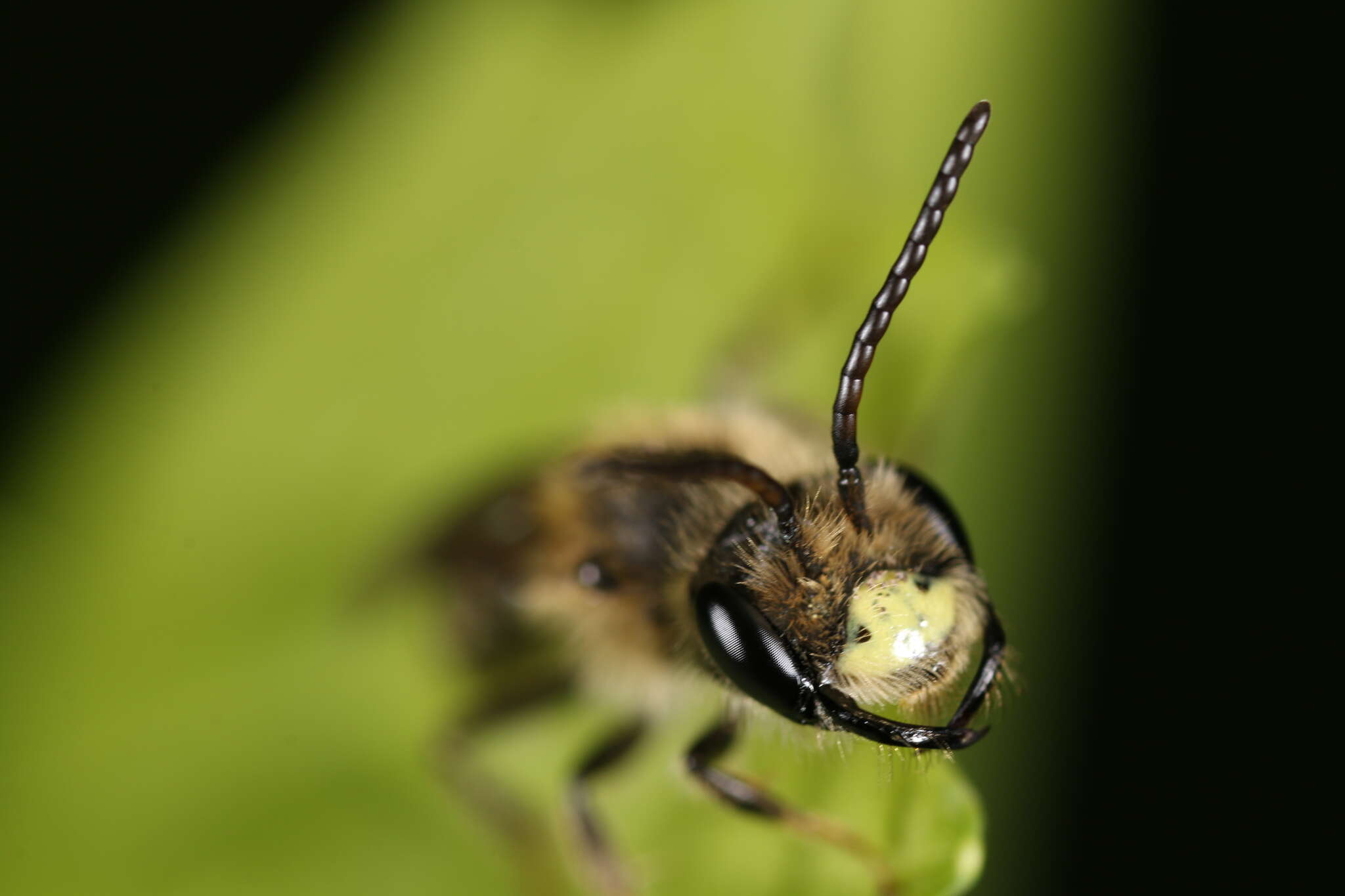 Image of Banks' Andrena