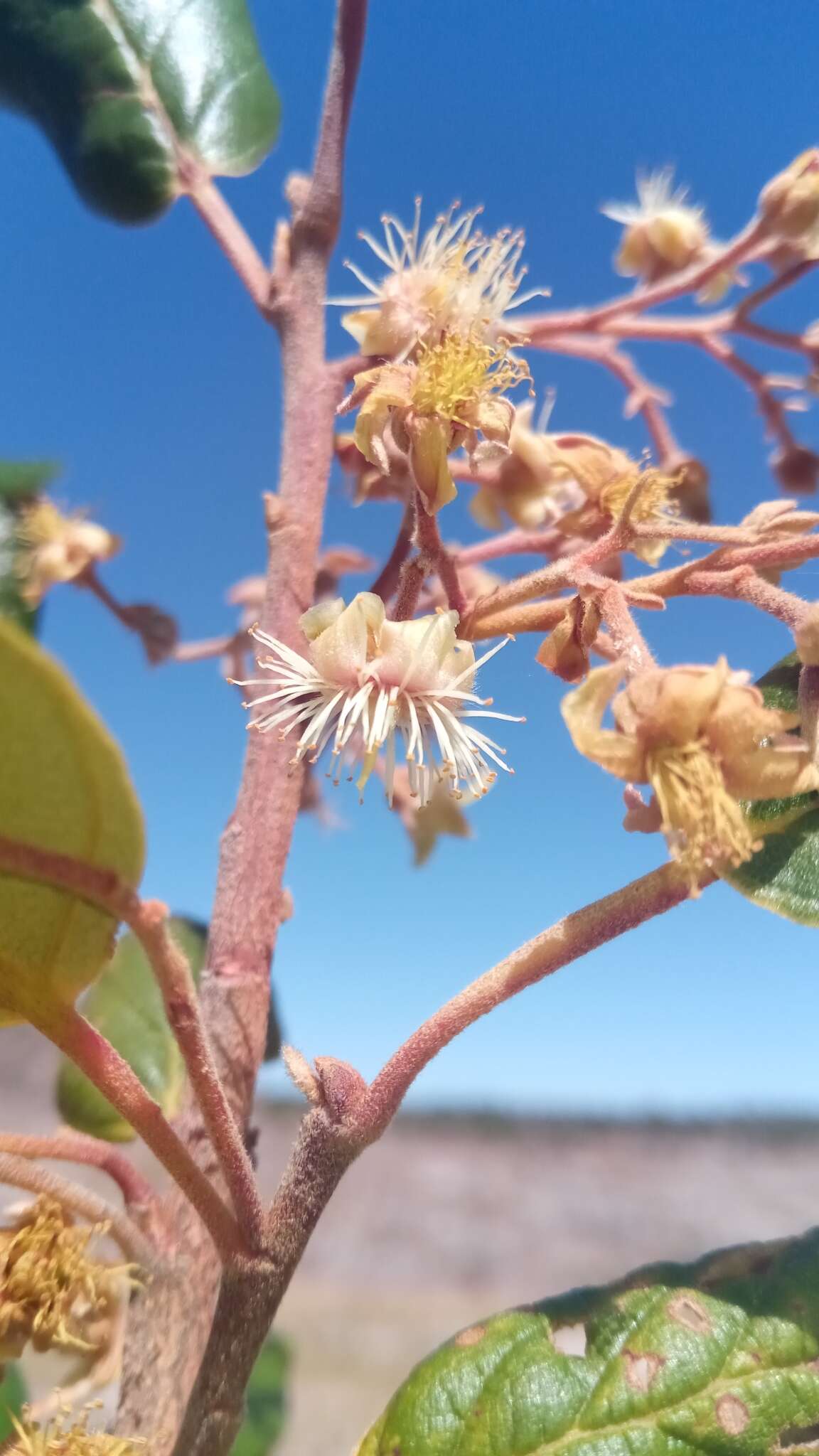 Imagem de Monotes madagascariensis Humbert