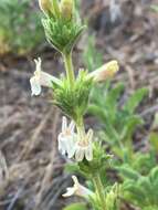 Image of Susanville beardtongue