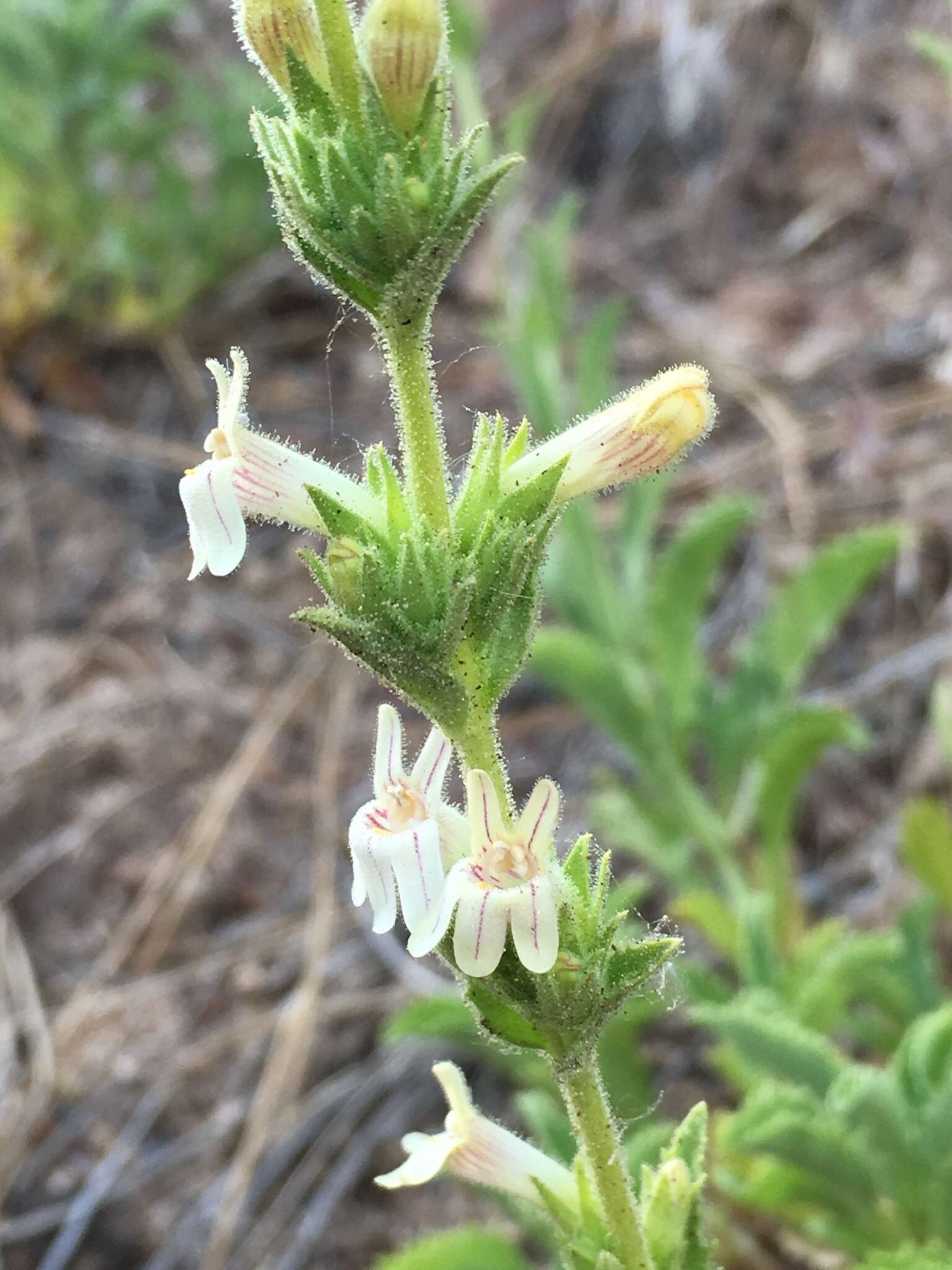 Image of Susanville beardtongue