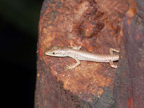 Image of Fiji Green Emo Skink