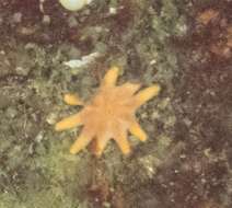 Imagem de Solaster endeca (Linnaeus 1771)