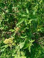 Image of Sambucus williamsii Hance