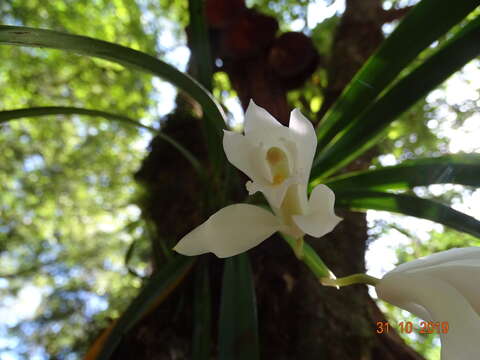 Plancia ëd Cymbidium mastersii Griff. ex Lindl.