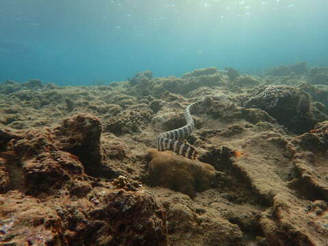 Image of Turtlehead Sea Snakes