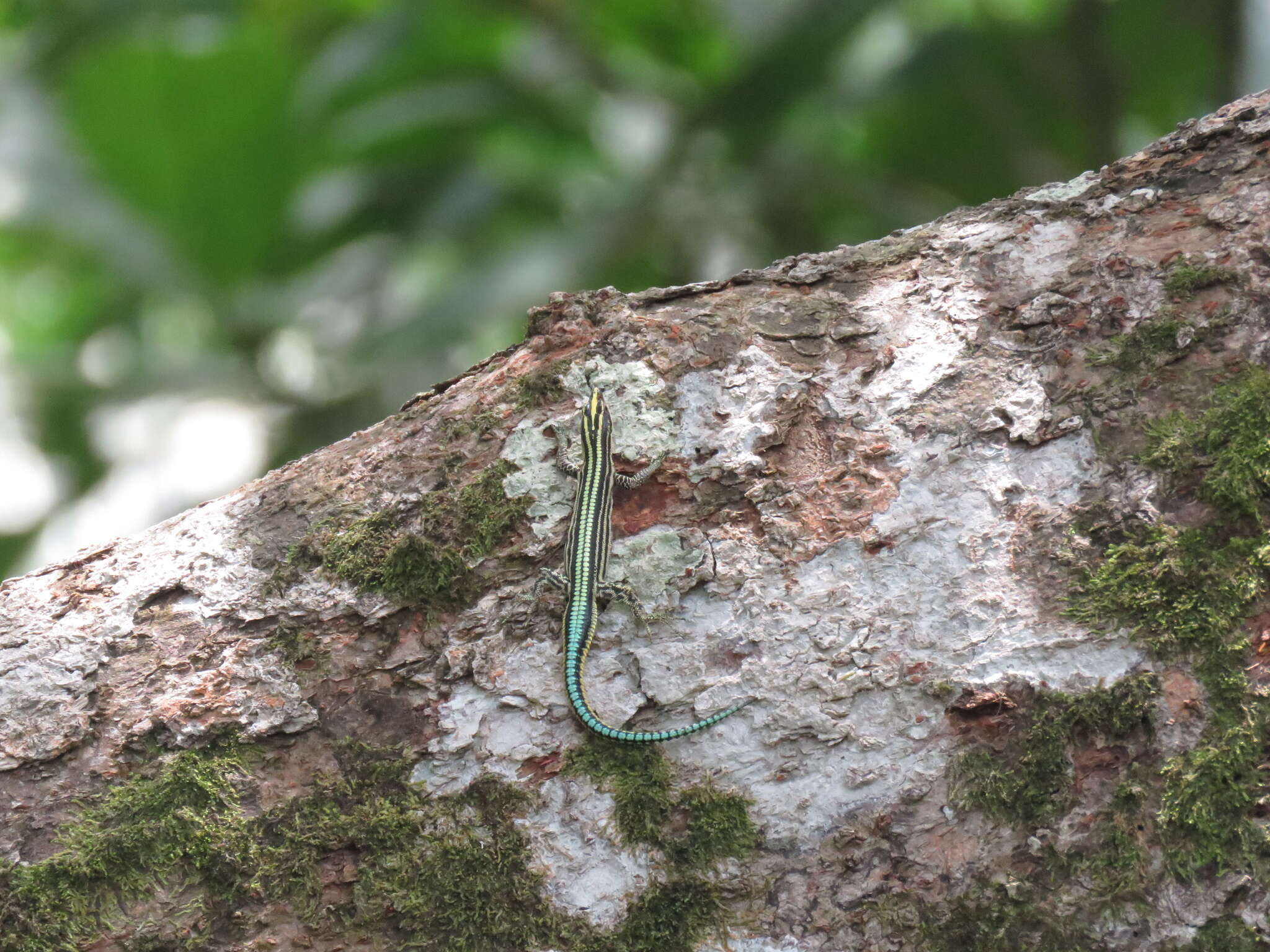 Image of Sawtail Lizard