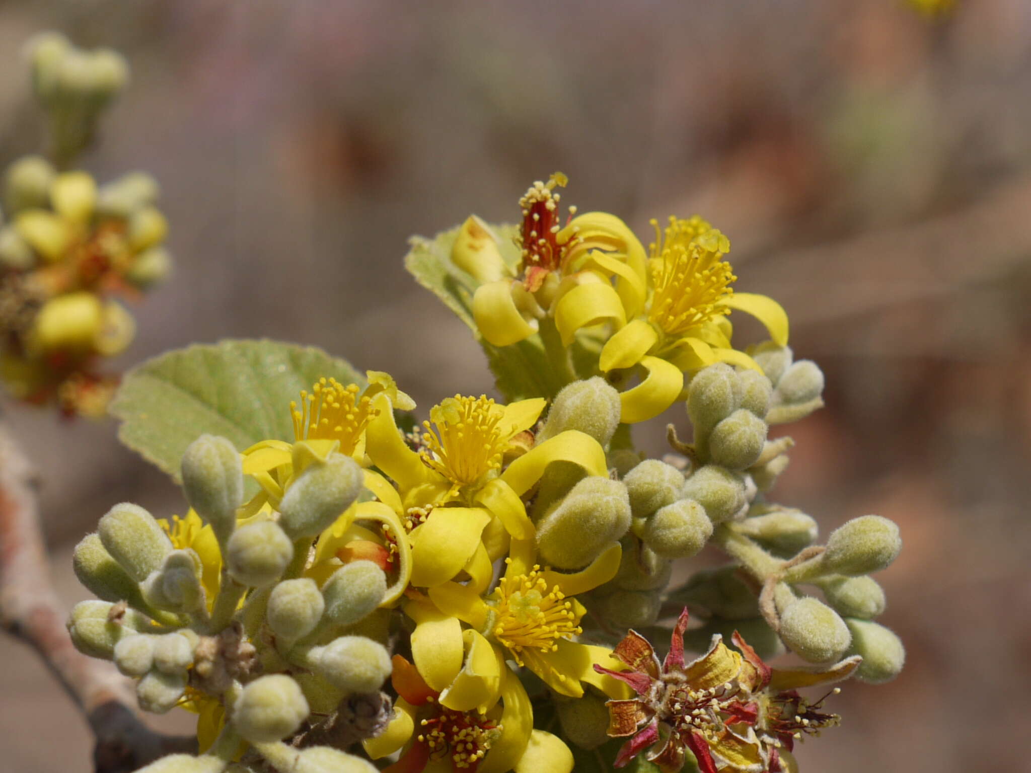 Image de Grewia asiatica L.