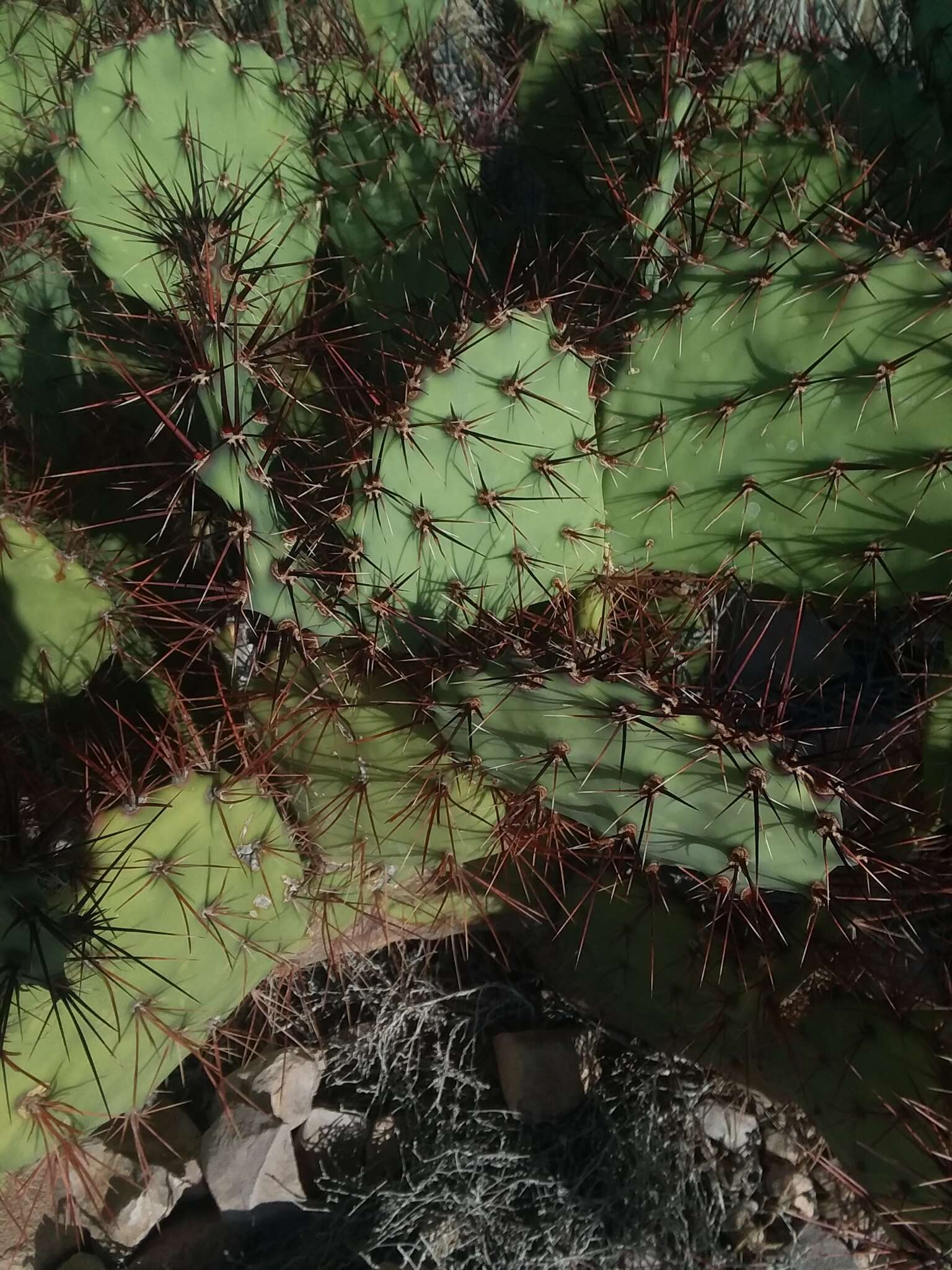 Image of pricklypear