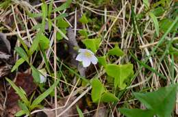 Imagem de Oxalis acetosella L.