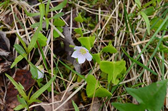 Imagem de Oxalis acetosella L.