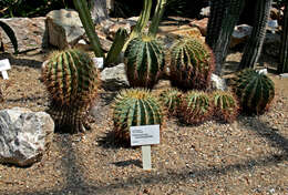 Ferocactus glaucescens (DC.) Britton & Rose resmi