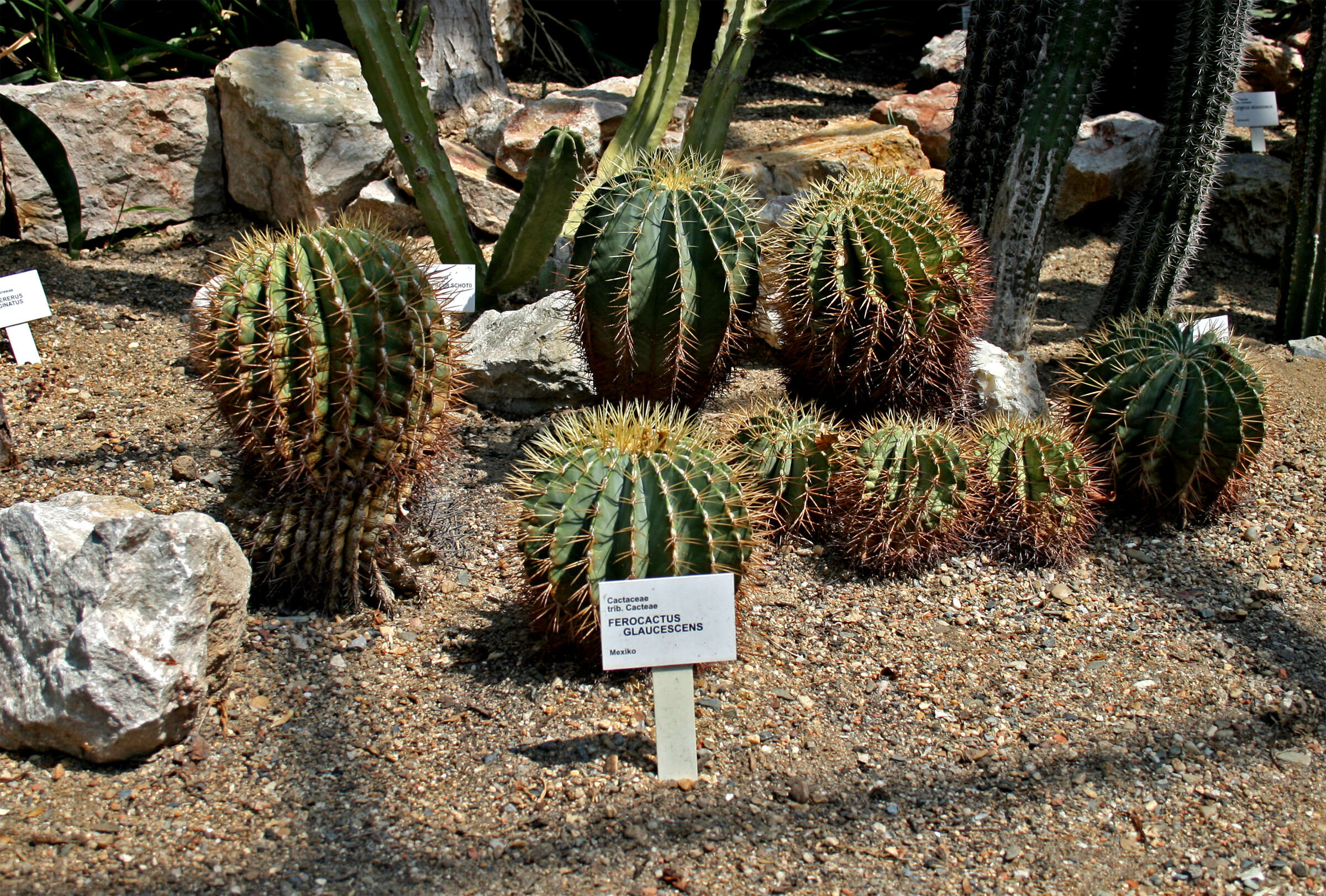 Ferocactus glaucescens (DC.) Britton & Rose resmi