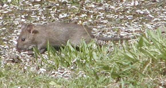 Image of Brown Rat