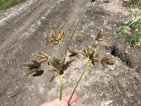 Image of tuberous bulrush