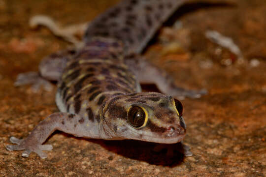 Image of Tiger Thick-toed Gecko