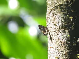 Imagem de Catagramma tolima Hewitson 1852