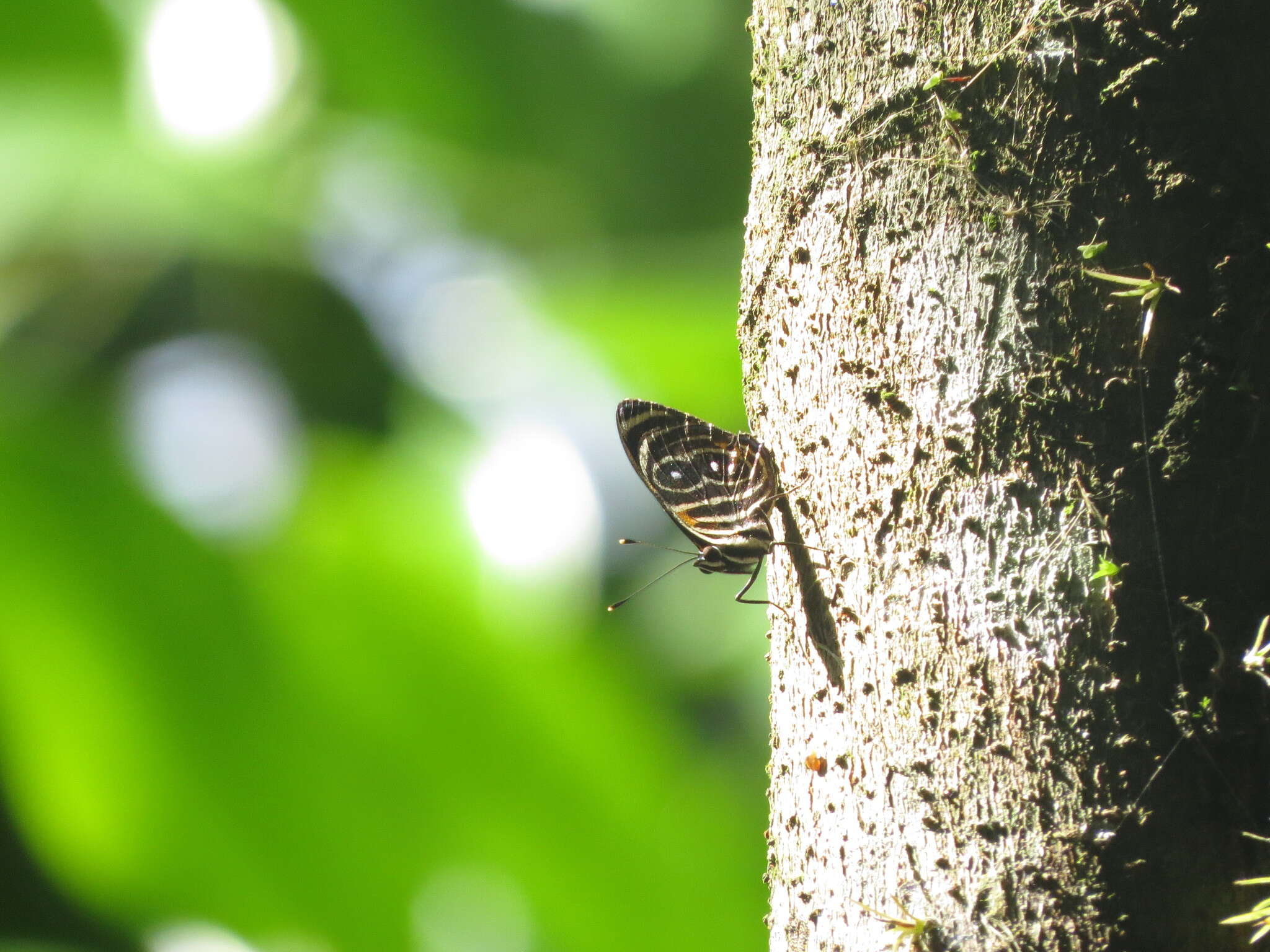 Image of Catagramma tolima Hewitson 1852