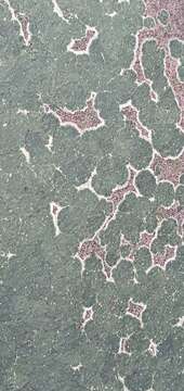 Image of wart lichen