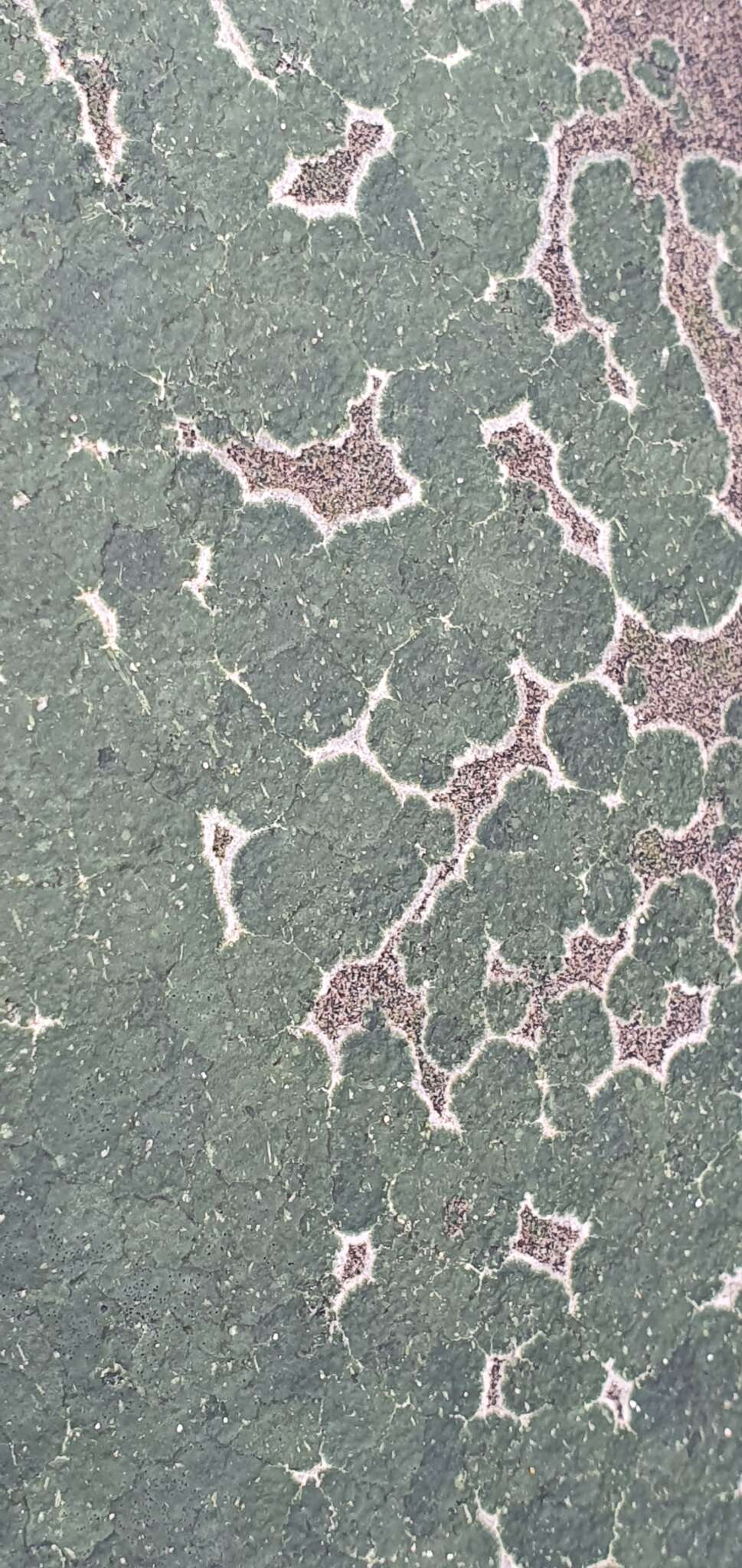 Image of wart lichen