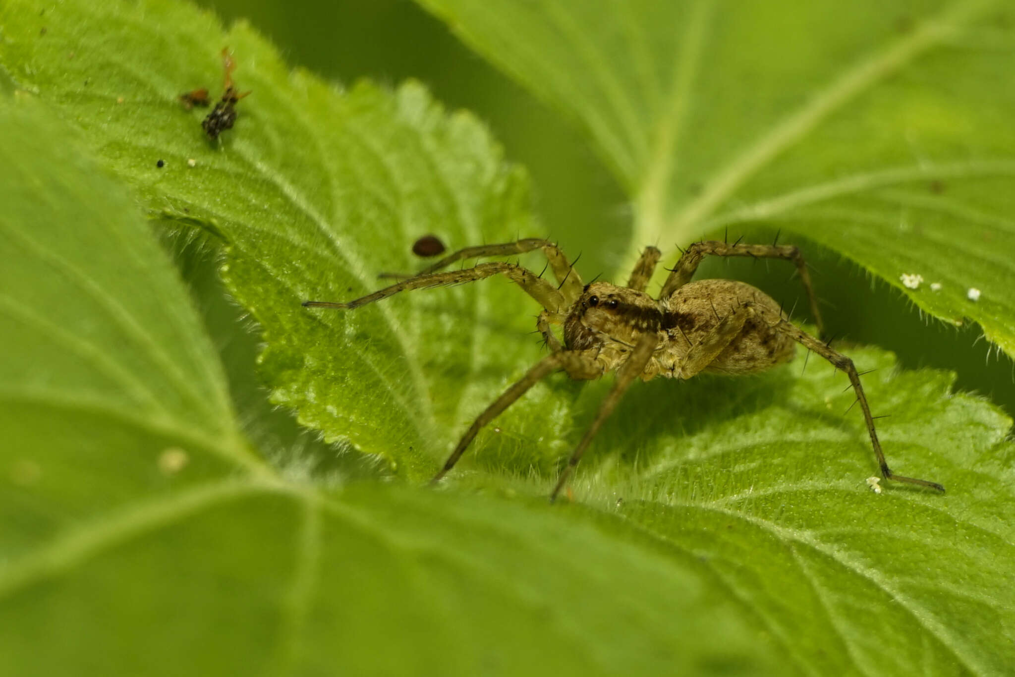 صورة Pardosa pusiola (Thorell 1891)