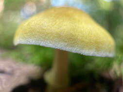 Image of Pluteus mammillatus (Longyear) Minnis, Sundb. & Methven 2006