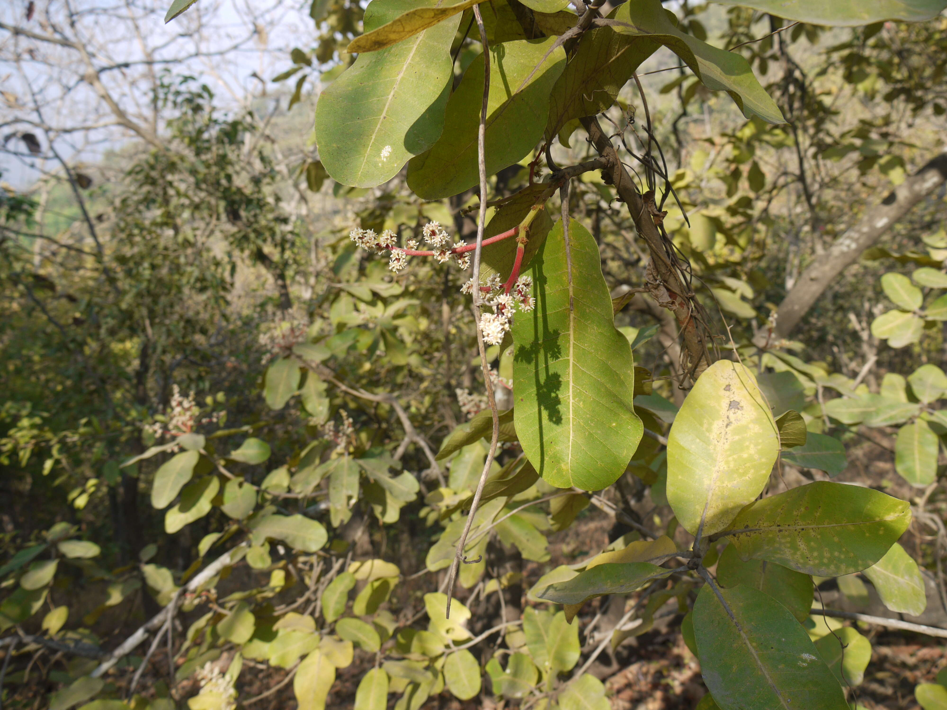 Image of Lanzan tree