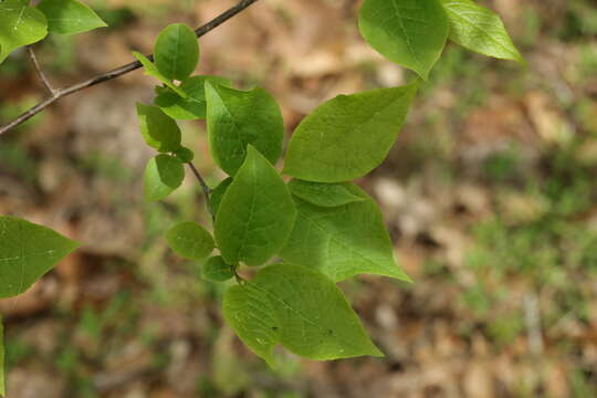 Image de Halesia tetraptera J. Ellis