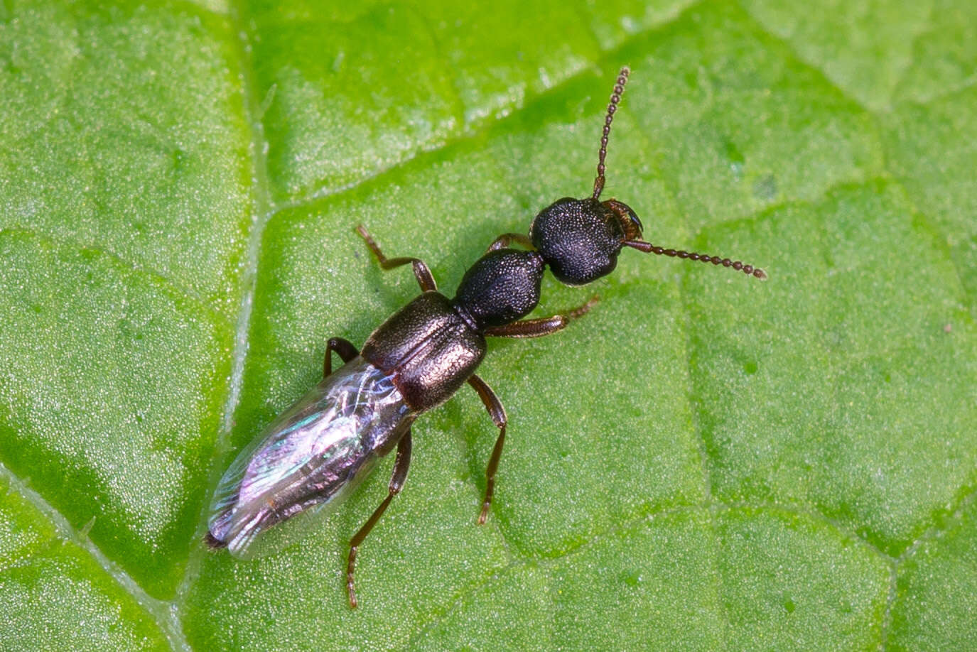 Image de Rugilus (Rugilus) rufipes Germar 1836