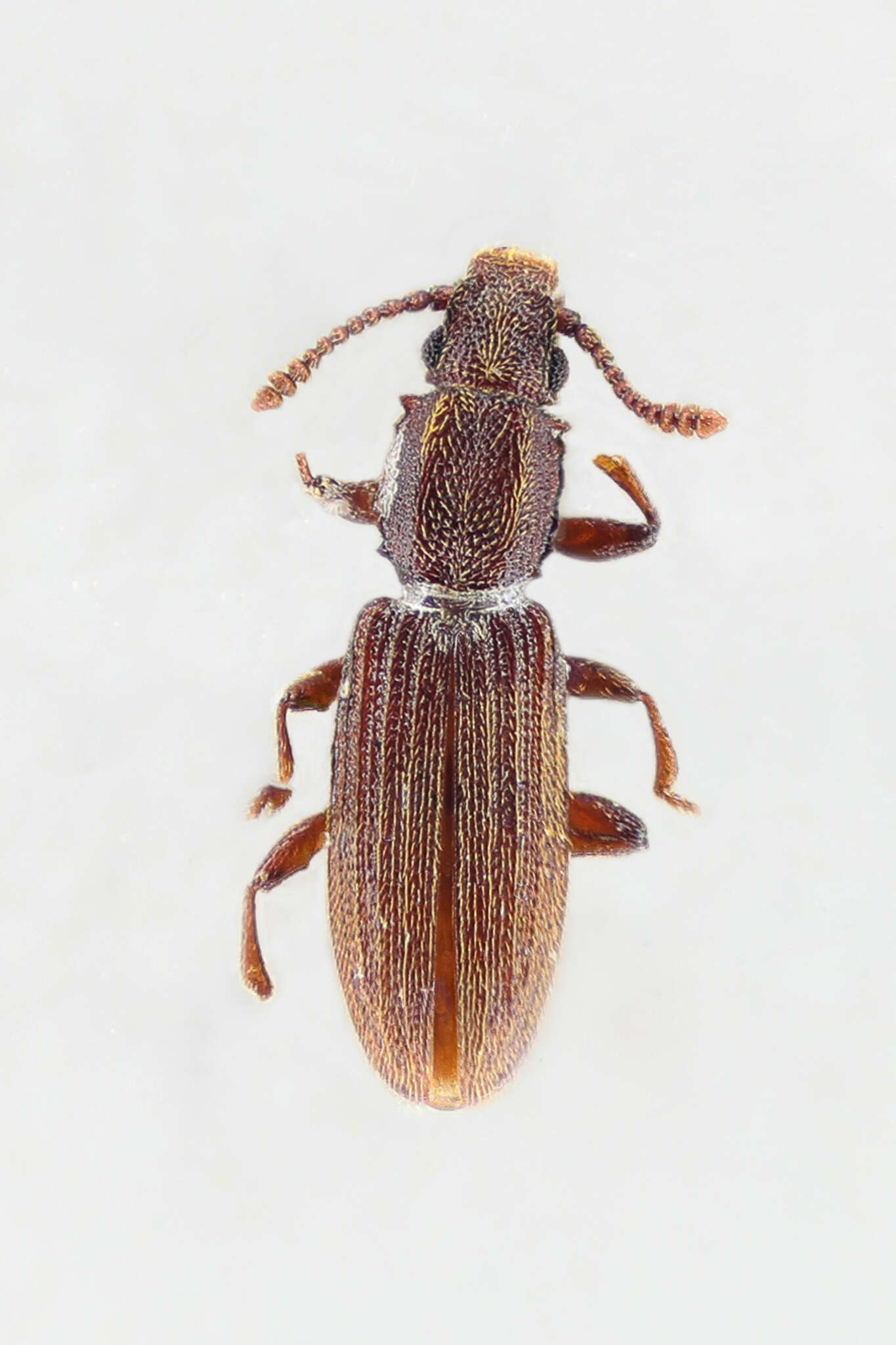 Image of Merchant Grain Beetle