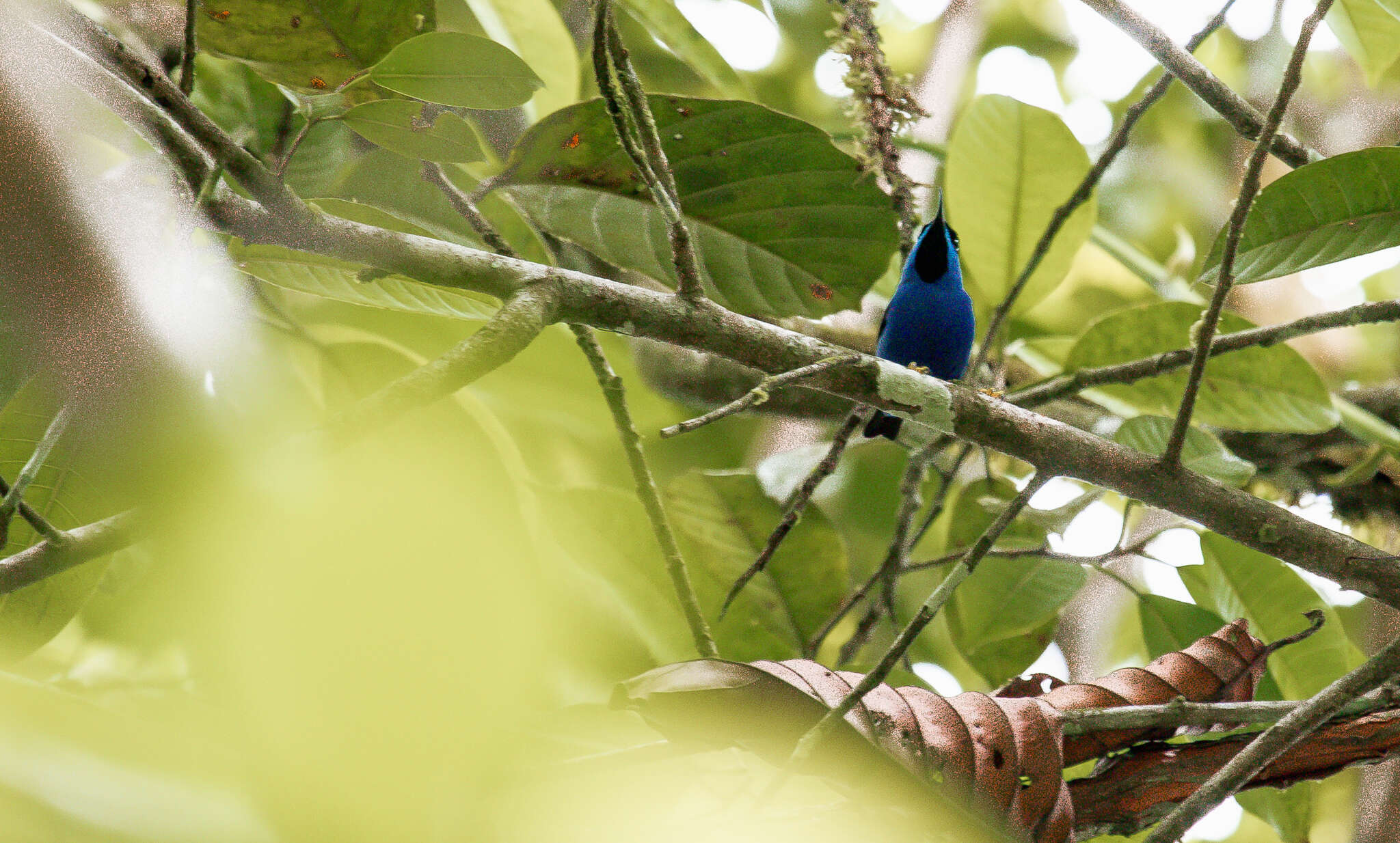 Image of Cyanerpes caeruleus chocoanus Hellmayr 1920