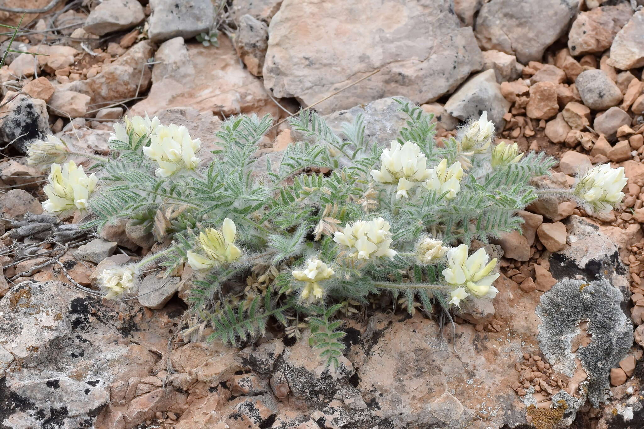 Image de Oxytropis pallasii Pers.