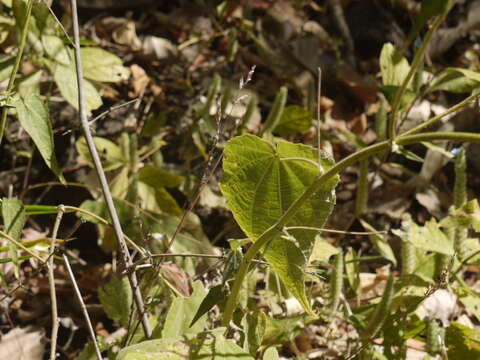 Image of Abutilon persicum (Burm. fil.) Merr.