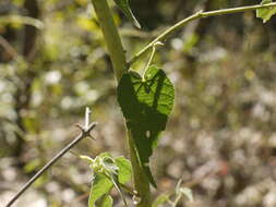 Imagem de Abutilon persicum (Burm. fil.) Merr.