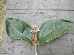 Image of Miconia bubalina (D. Don) Naud.