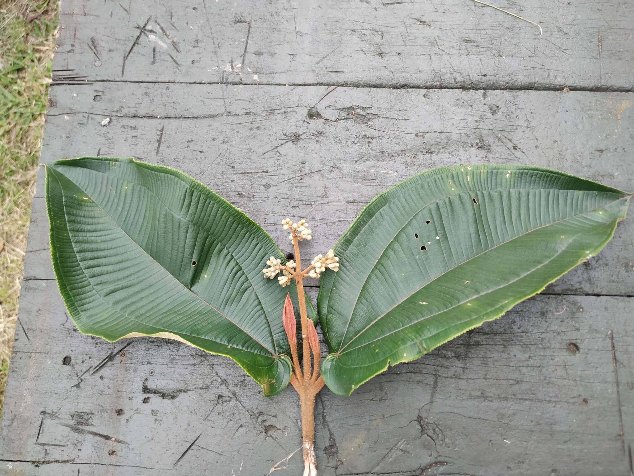 Image of Miconia bubalina (D. Don) Naud.