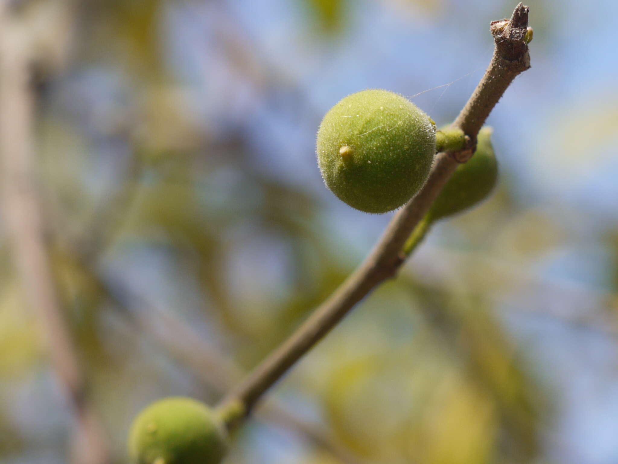 Ficus exasperata Vahl的圖片