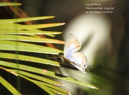 صورة Theclinesthes onycha (Hewitson 1865)