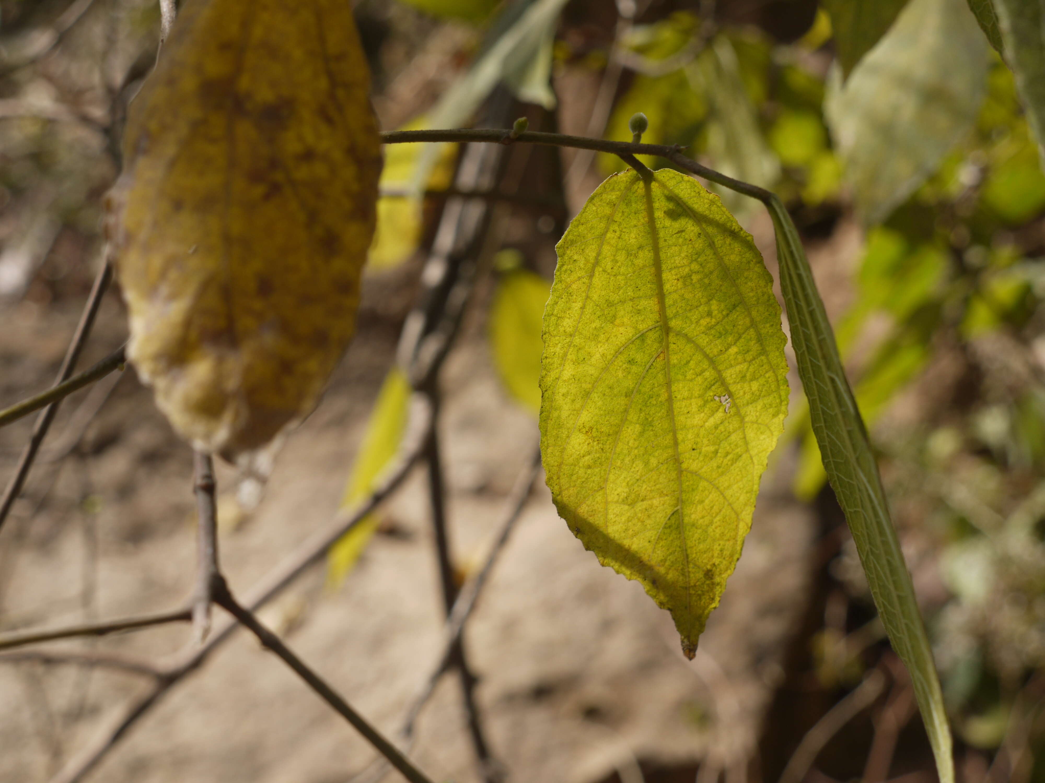 Ficus exasperata Vahl的圖片