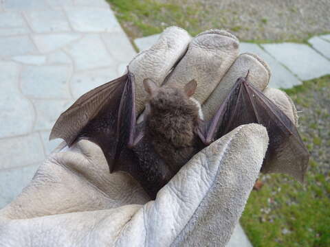 Image of Natterer's Bat