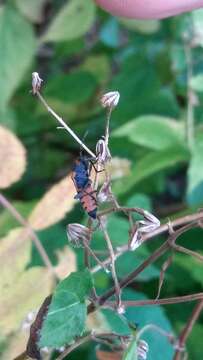 Image of False Milkweed Bug