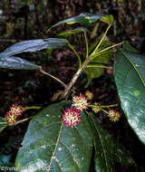 Imagem de Macaranga alnifolia Baker