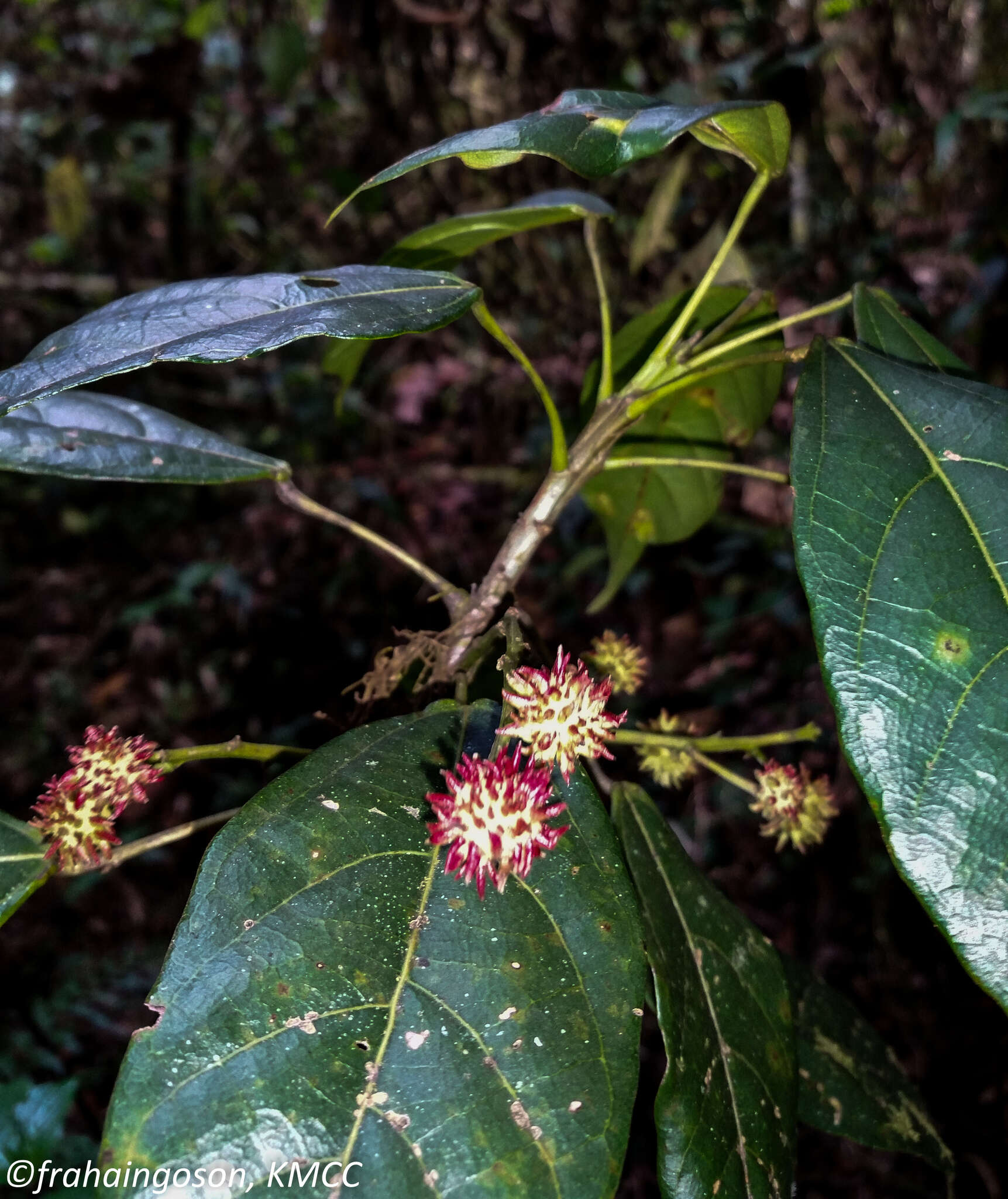 Imagem de Macaranga alnifolia Baker