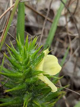 Image of Cartonema spicatum R. Br.