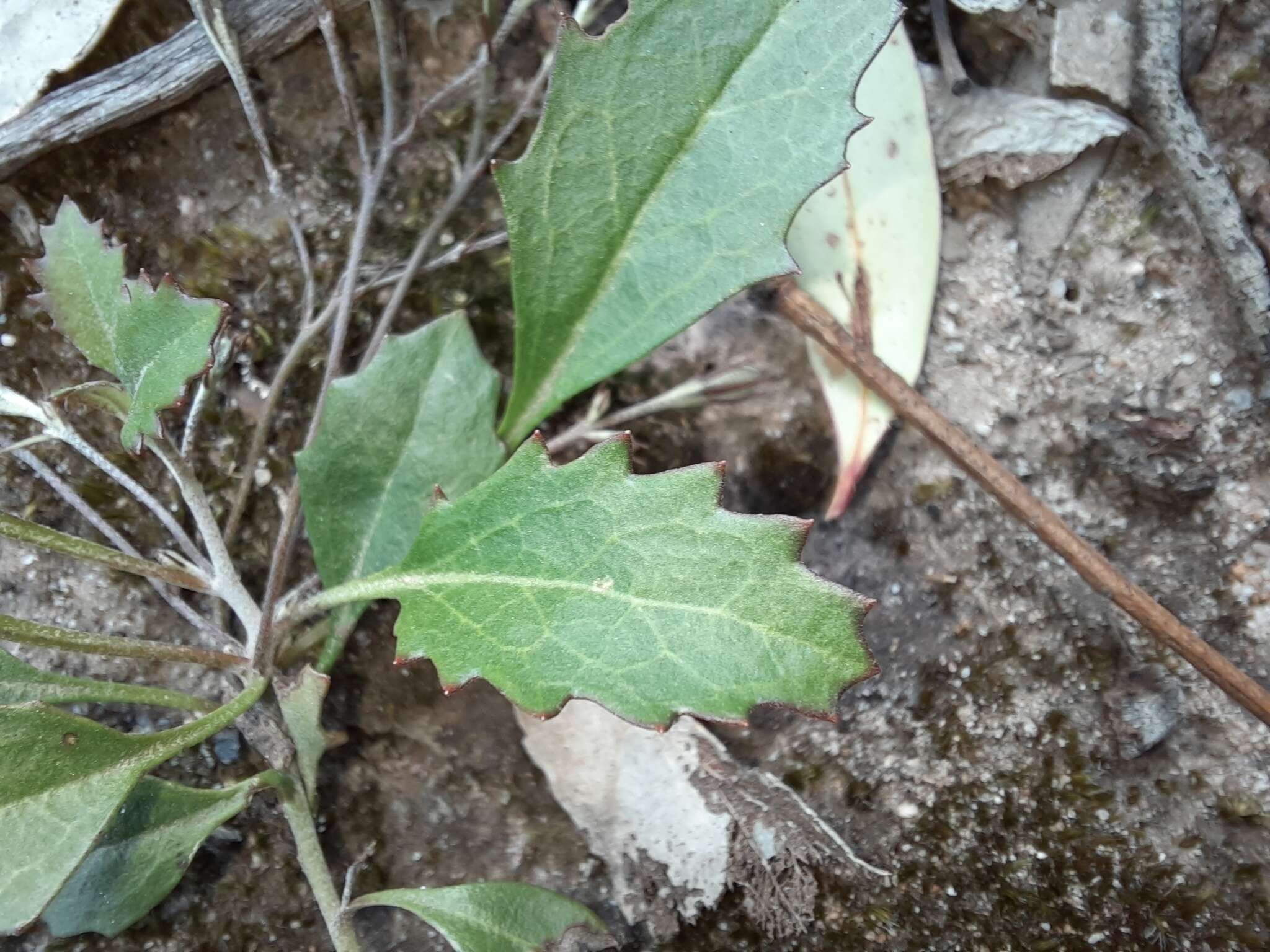 Image of Goodenia hederacea subsp. hederacea