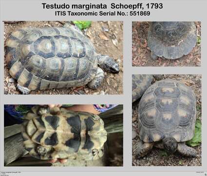 Image of Marginated Tortoise