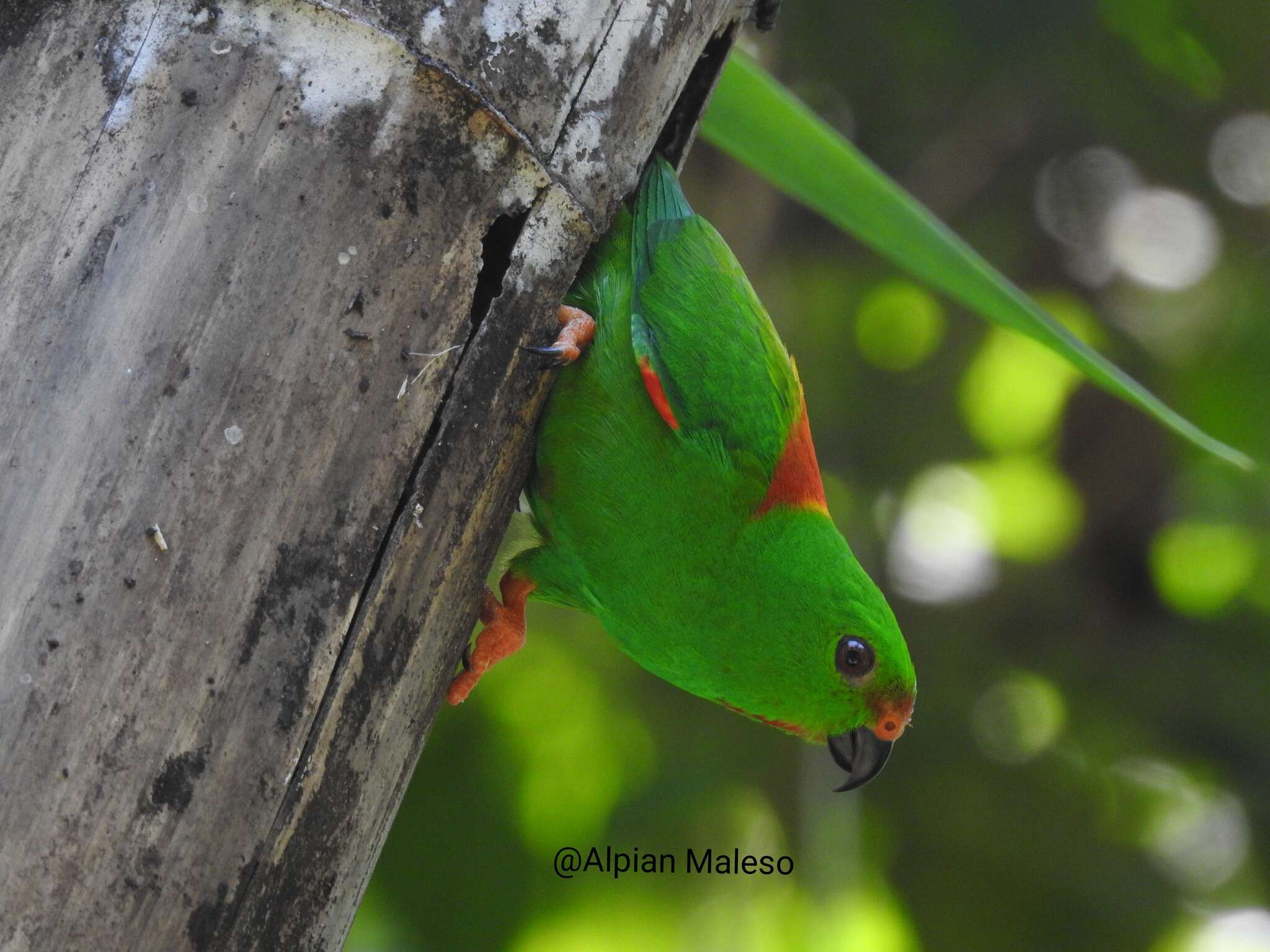 Image of Sula Hanging Parrot